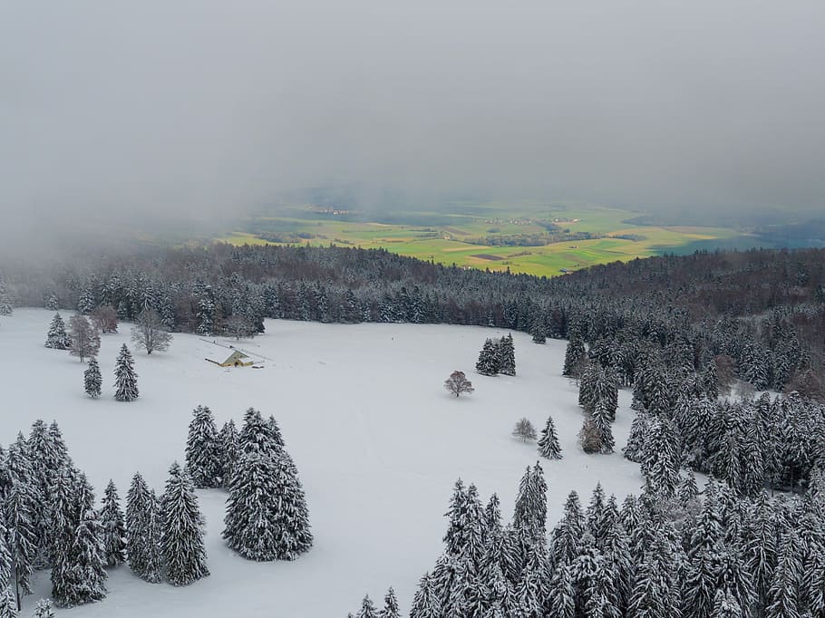 snow covered pine trees during daytime, trees cover by snow near snow field HD wallpaper
