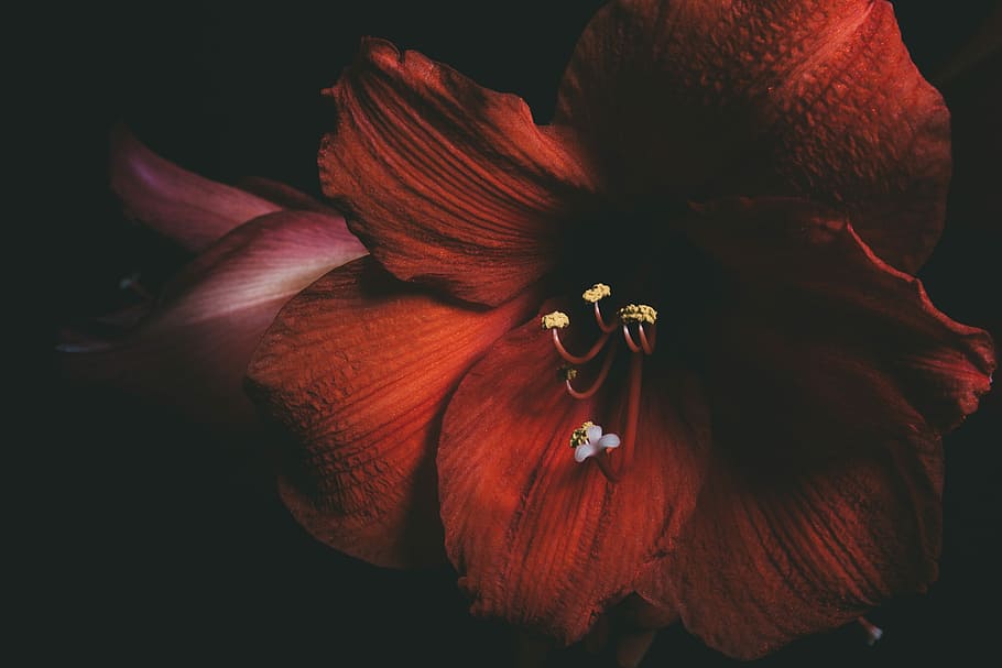 red hibiscus flower, photography of red flower, night, dark, floral HD wallpaper