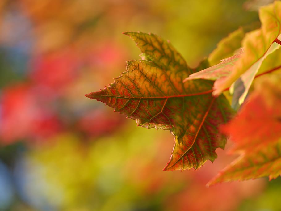 selective focus photography of green leaf, focus photo of dried maple leaf HD wallpaper