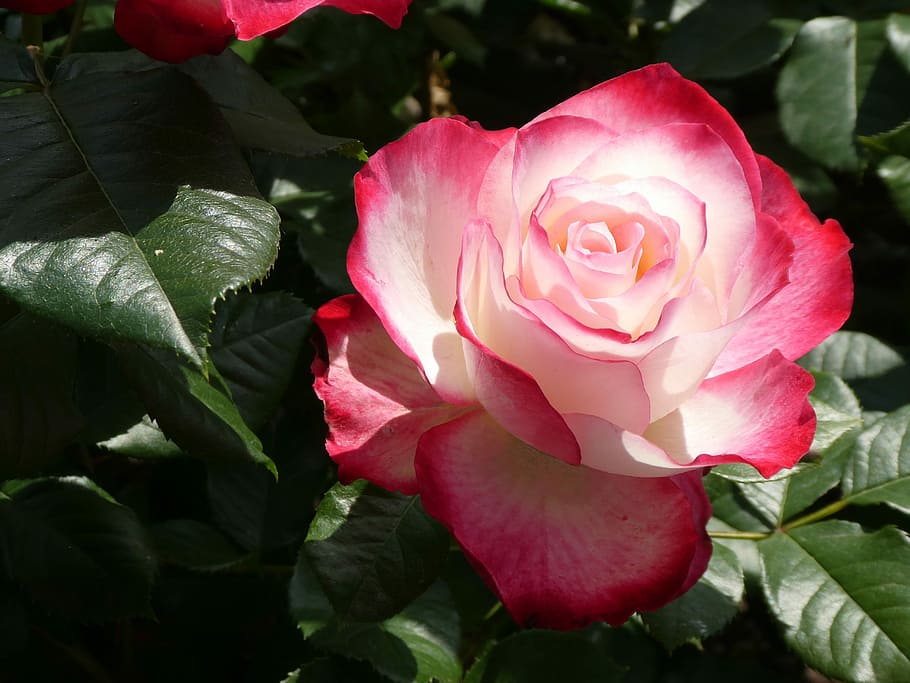 rose, pink, red, white, flower, petal, romantic, romance, valentine HD wallpaper
