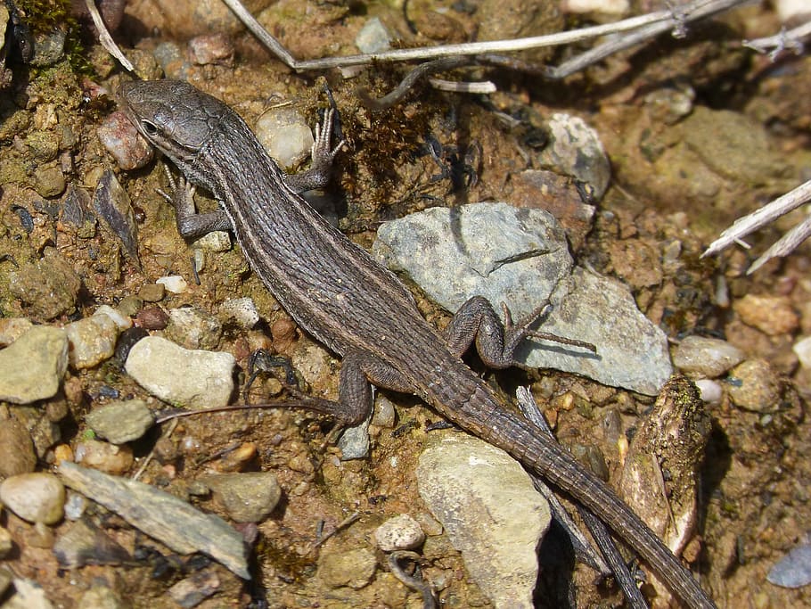 lizard, sargantana, reptile, animal themes, one animal, animal wildlife HD wallpaper
