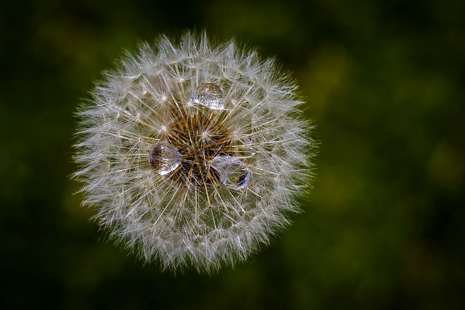 dandelion, spring, seasons, meadow, flower, flying seeds, plant HD wallpaper