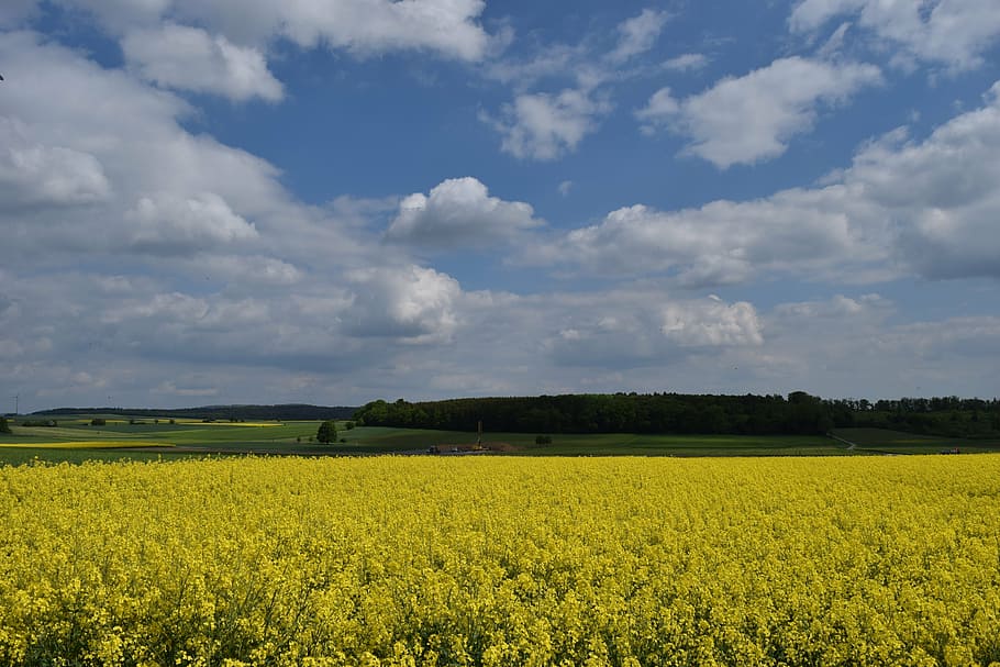 oilseed rape, nature, yellow, spring, agriculture, field of rapeseeds HD wallpaper