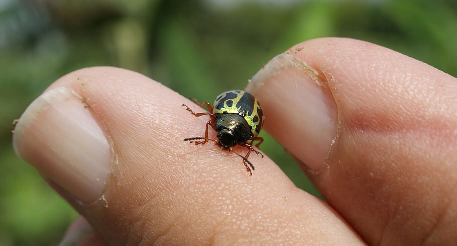 image, insect, ladybug, fingers, macro, armenia, human body part HD wallpaper