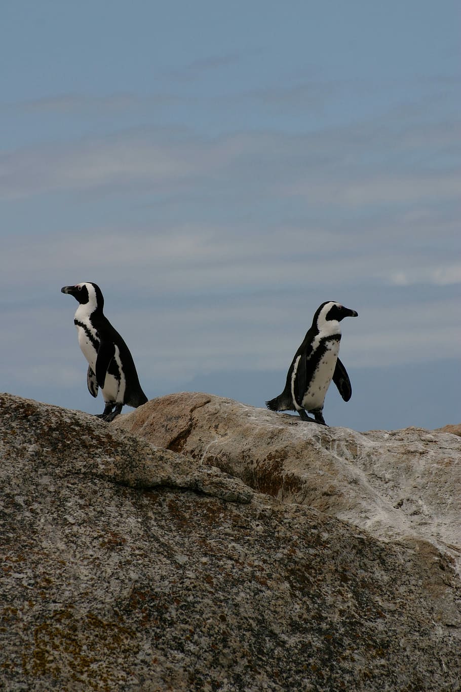 two white and black penguins, animal, nature, sea, outdoors, beach HD wallpaper
