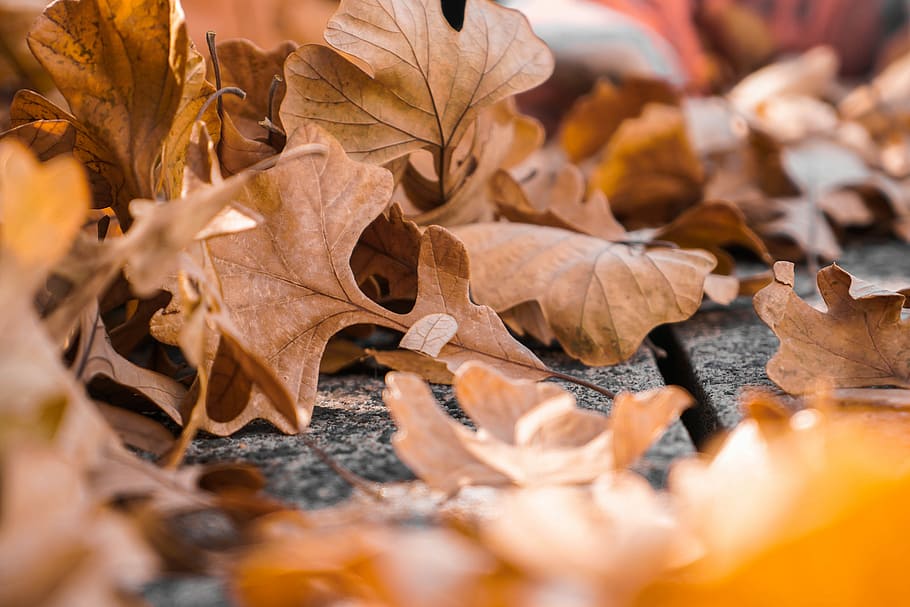 selective focus photography of maple leaves, macro photography of dried maple leaves HD wallpaper