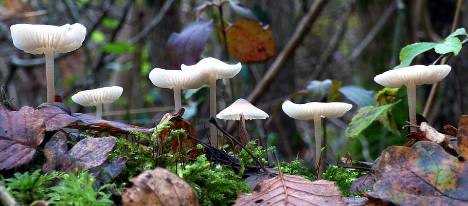 fall, mushrooms, white, nature, forest, wood, undergrowth, field HD wallpaper