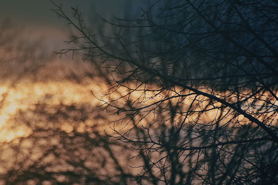 untitled, tree, woodland, forest, sunset, love, bare tree, branch HD wallpaper
