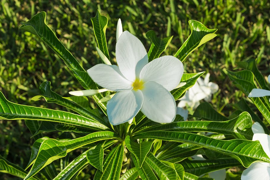 flower, white, spring, plant, nature, flowering plant, beauty in nature HD wallpaper