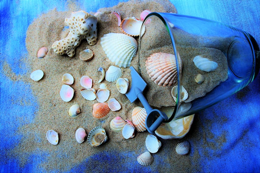 assorted seashells on brown sand, ocean, blue, holiday, the tropical HD wallpaper
