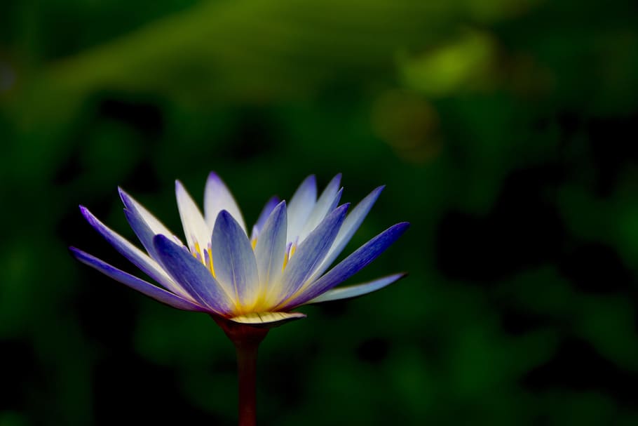 Artistic, Conception, Flower, Lotus, artistic conception, light HD wallpaper