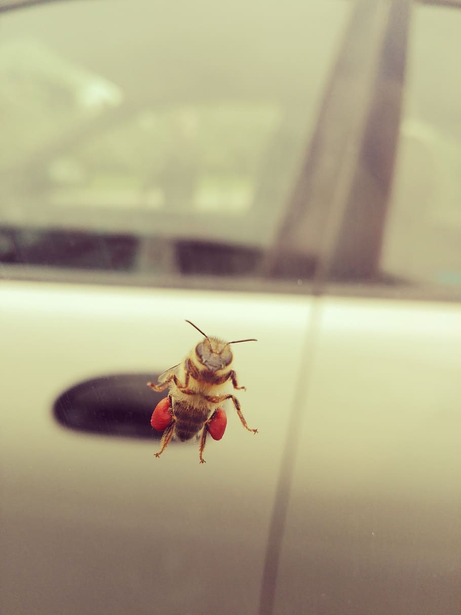 bee, summer, nature, animal themes, insect, one animal, invertebrate HD wallpaper