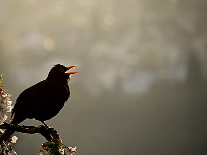 black bird perch on tree branch, blackbird, singing, evening singing HD wallpaper
