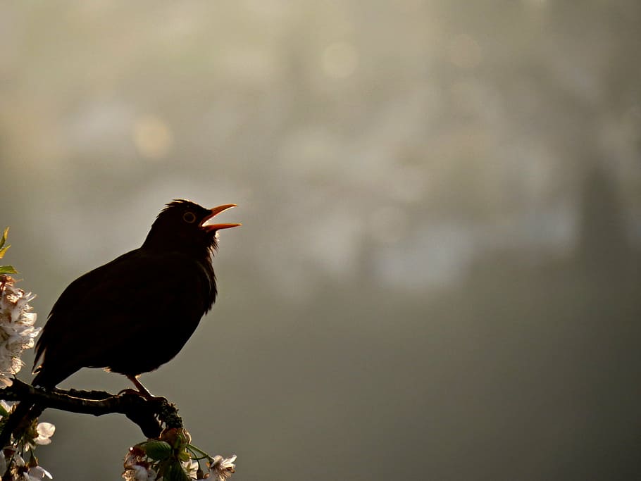 black bird perch on tree branch, blackbird, singing, evening singing, HD wallpaper