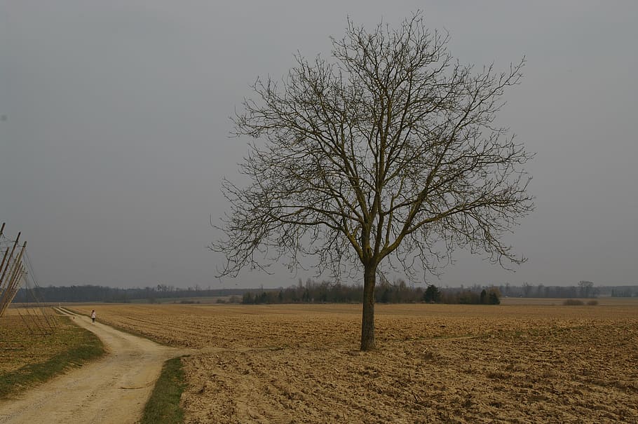isolated tree, path, fields, road, perspective, country road HD wallpaper
