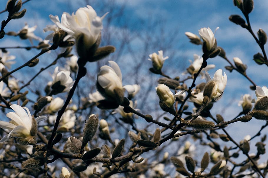White magnolia flowers, nature, tree, branch, blue, plant, outdoors HD wallpaper