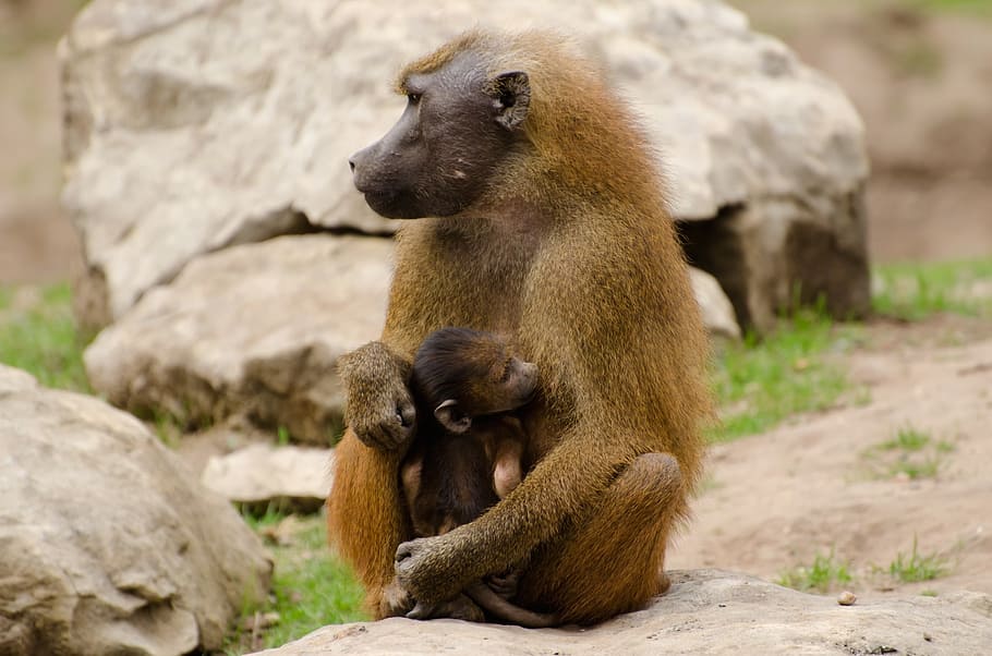 animals, baboons, brown, close-up, couple, day, daytime, guinea HD wallpaper