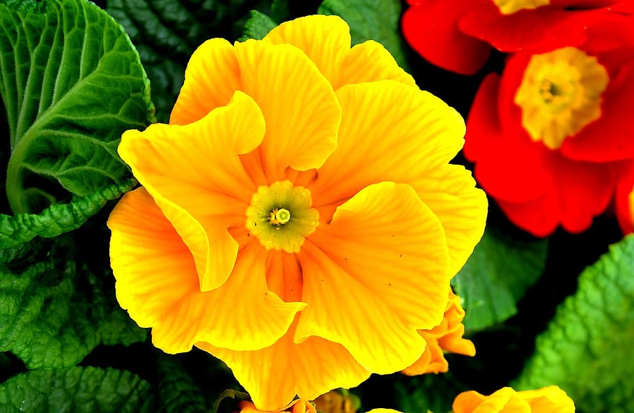 close-up photo of yellow geranium flower, primrose, spring flowers HD wallpaper