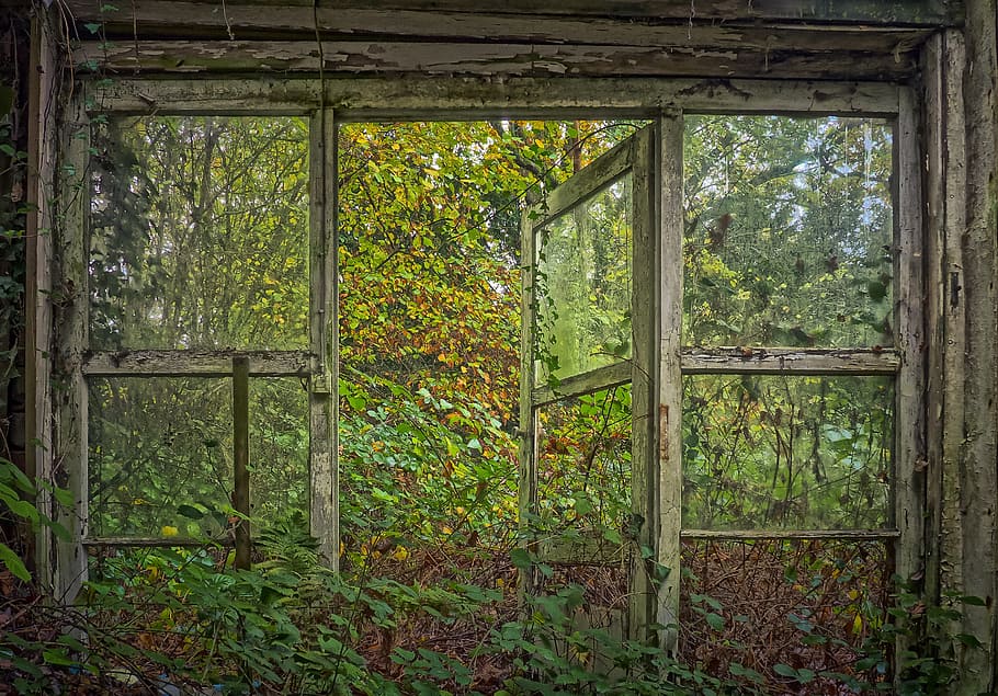 opened window and surrounded by plants, lost places, leave, decay