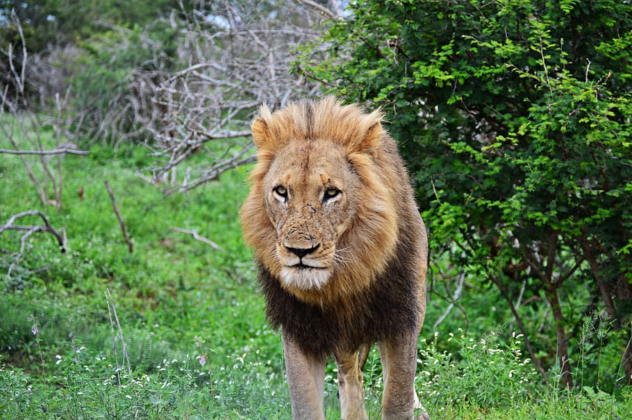 lion, wildlife, nature, predator, animals, kruger park, big five, HD wallpaper