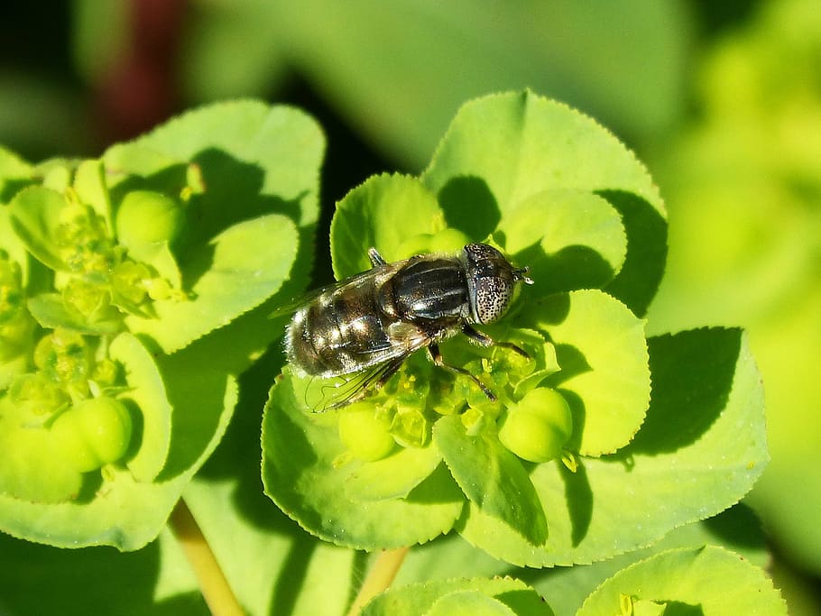 pixelated eyes bee, hoverfly, flower, libar, eyes compounds HD wallpaper