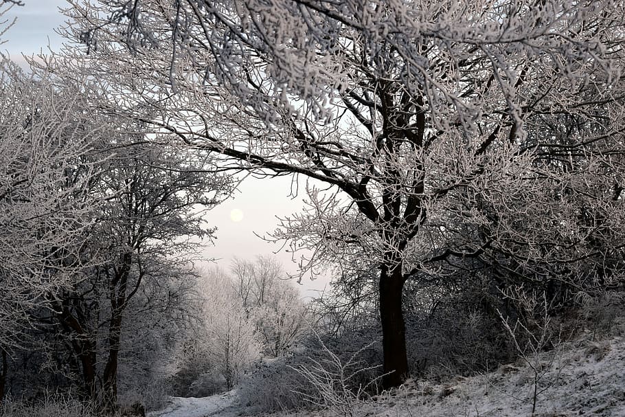 Landscape, Wintry, Winter Trees, frost, ripe, winter dream HD wallpaper