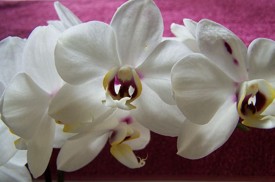 orchid, white flower, room plant, nature, petal, flower Head HD wallpaper
