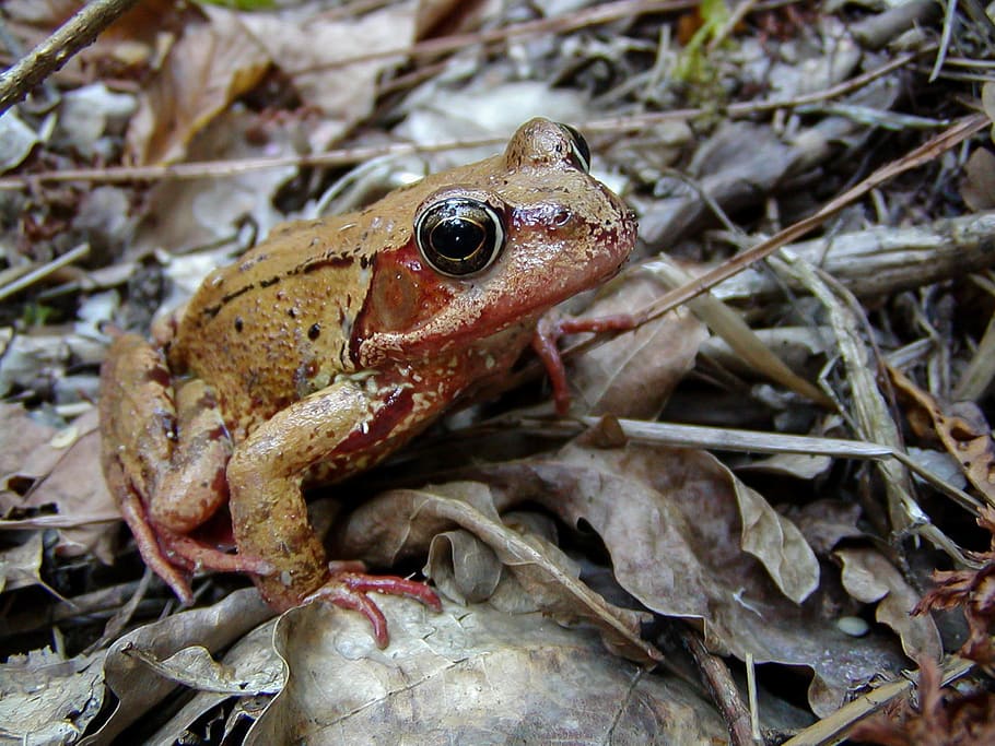 Frog, Amphibian, Animals, Nature, brown, one animal, animal wildlife HD wallpaper