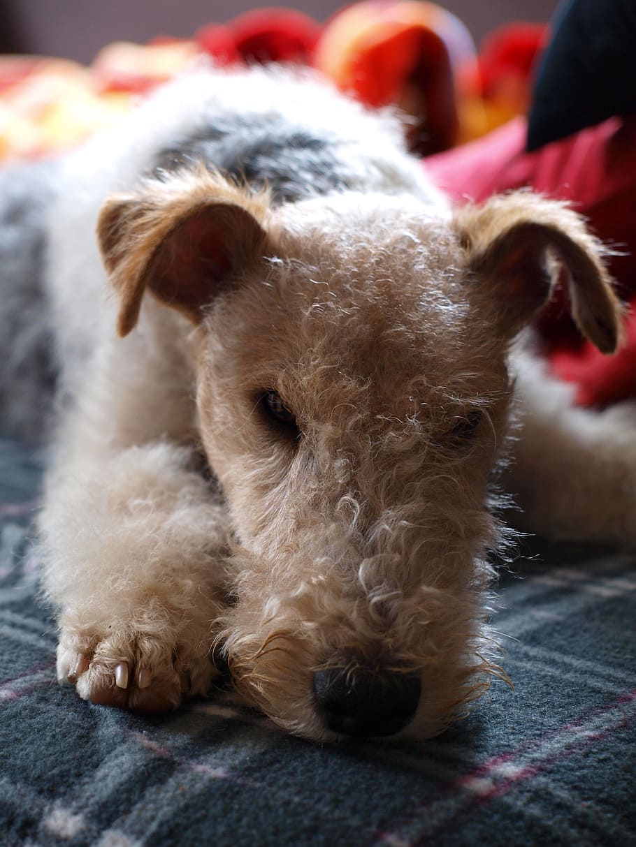 dog, fox terrier, still life, mammal, domestic, domestic animals HD wallpaper