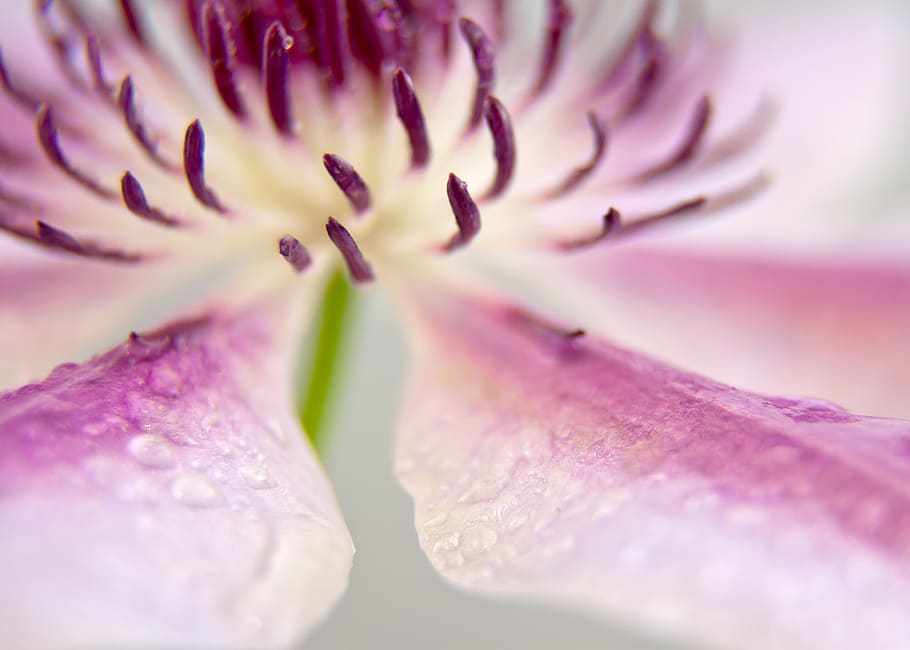 clematis, blossom, bloom, close, pink, white, stamens, flower HD wallpaper
