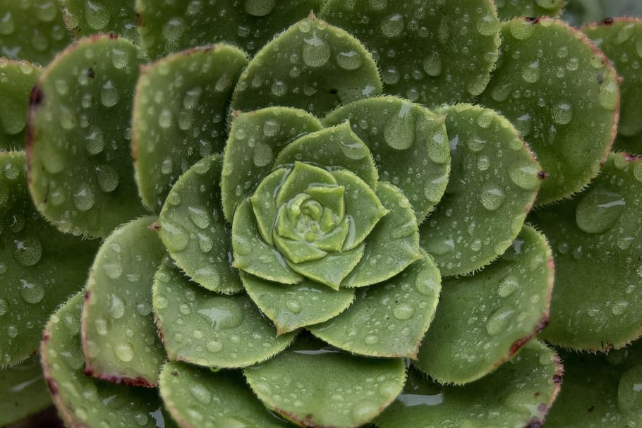 comanche, nature, são miguel, macro, cactus, drops, water HD wallpaper
