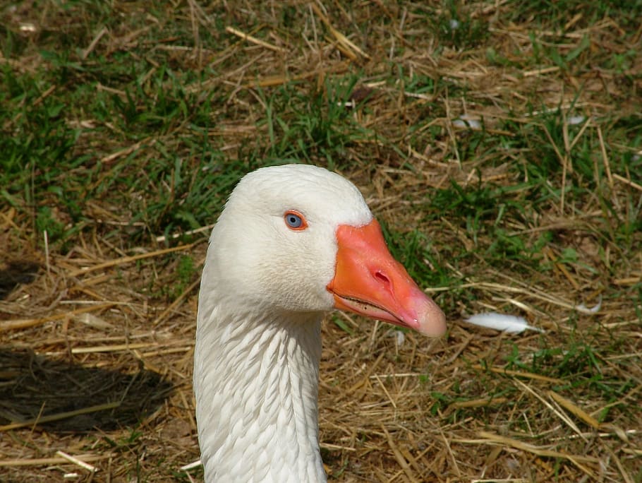 animal, bird, bianca, biped, nature, animal themes, animals in the wild HD wallpaper