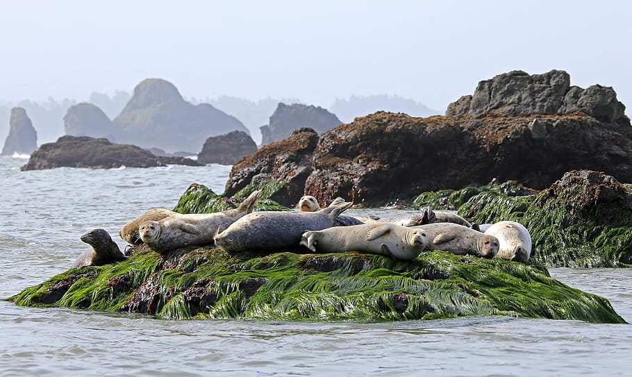 white seals on green grass, resting, rock, ocean, wildlife, water, HD wallpaper