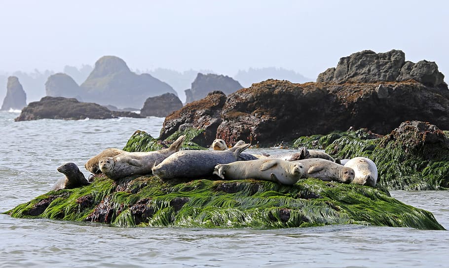 white seals on green grass, resting, rock, ocean, wildlife HD wallpaper
