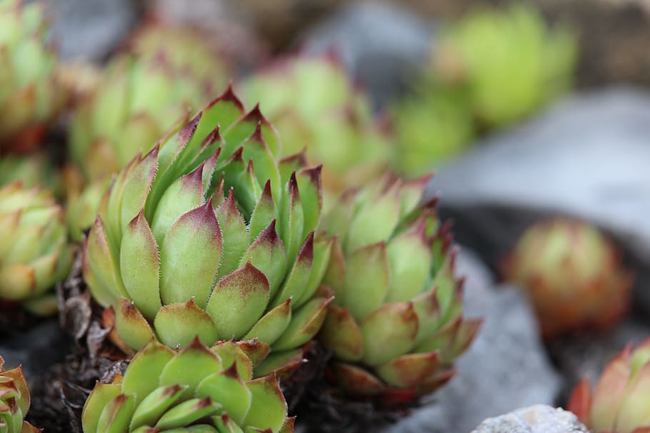 Wurz, Stone Garden, green, food, artichoke, nature, freshness HD wallpaper