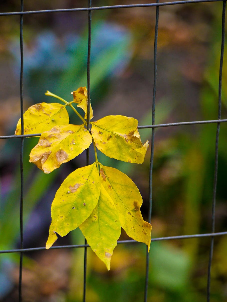 leaves, wire, fence, yellow, fall, leaf, plant part, growth HD wallpaper