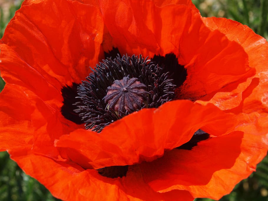 poppy, flower, red flower, orange, spring, bloom, poppy spring HD wallpaper