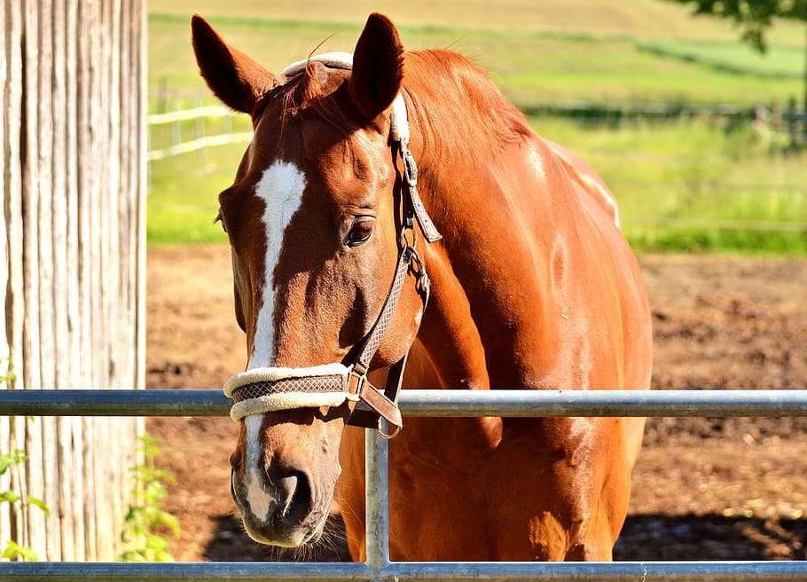 horse, stall, brown, animal world, animal portrait, wildlife photography HD wallpaper
