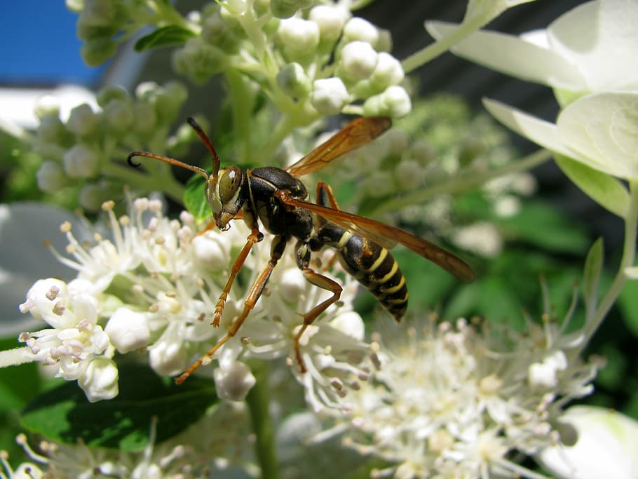 wasp, pollen, bug, nature, insect, yellow, pollination, nectar HD wallpaper