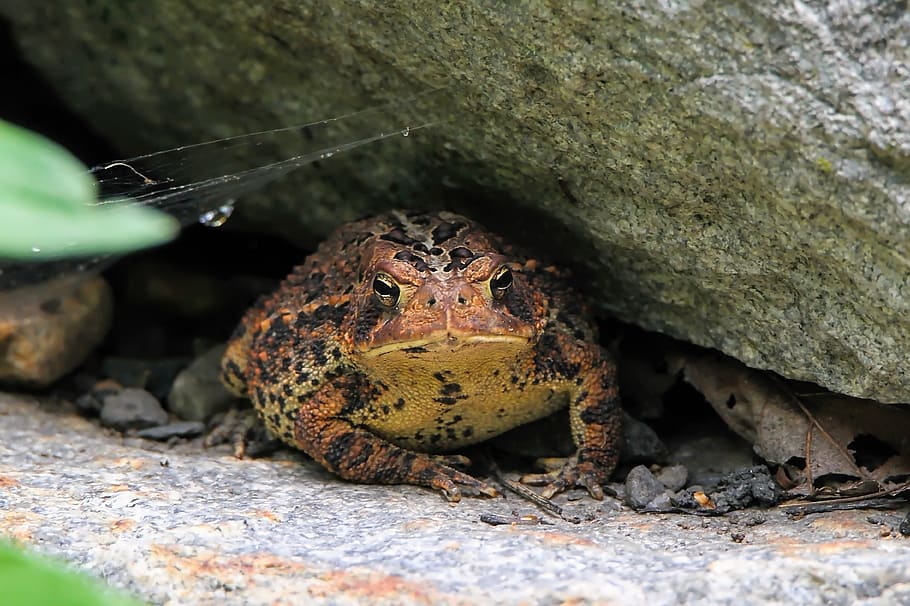 toad, frog, amphibian, nature, animals in the wild, animal themes HD wallpaper