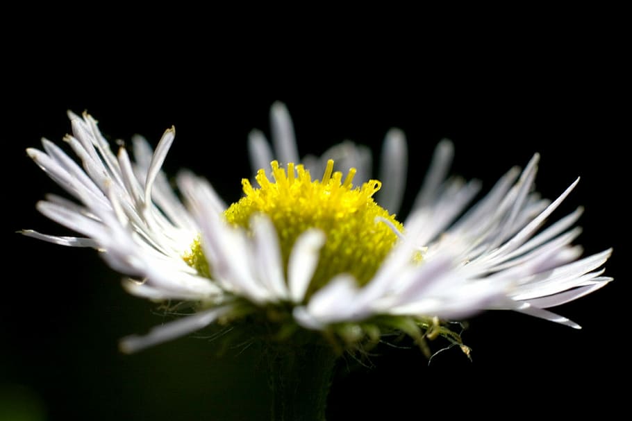 Flowers, Daisy, Close, fragility, flower head, petal, black background HD wallpaper