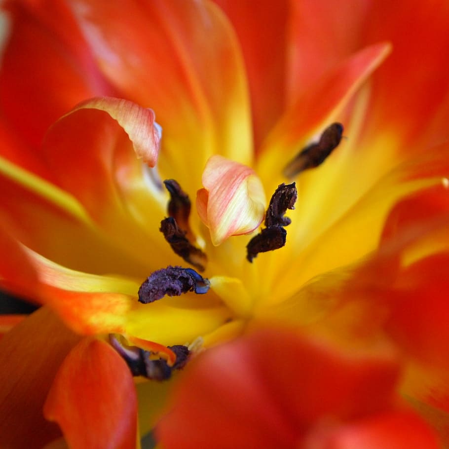 Tulip, Stamens, Yellow, Open, red, colors, brand, flames, nice HD wallpaper