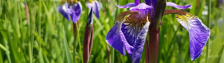 Wallpaper, Dual Screen, Iris, Meadow, spring flower, beautiful HD wallpaper
