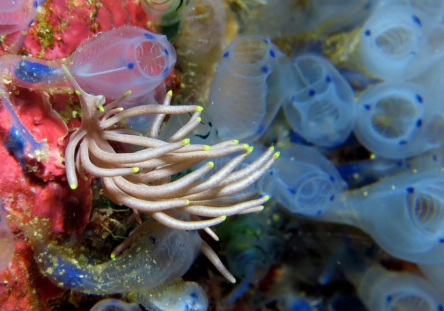 close-up photography of brown and pink water creature, underwater HD wallpaper