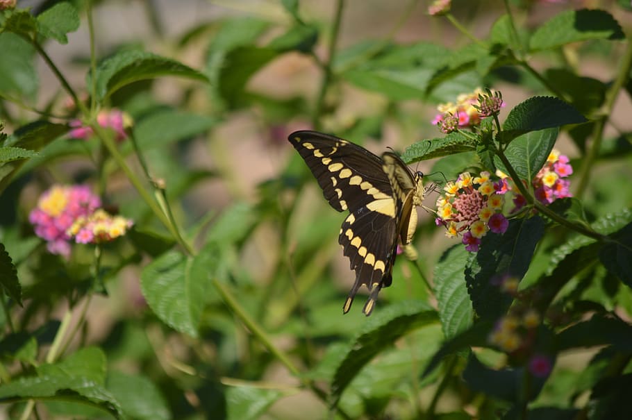 butterfly, flowers, garden, nature, wings, insect, spring, plant HD wallpaper