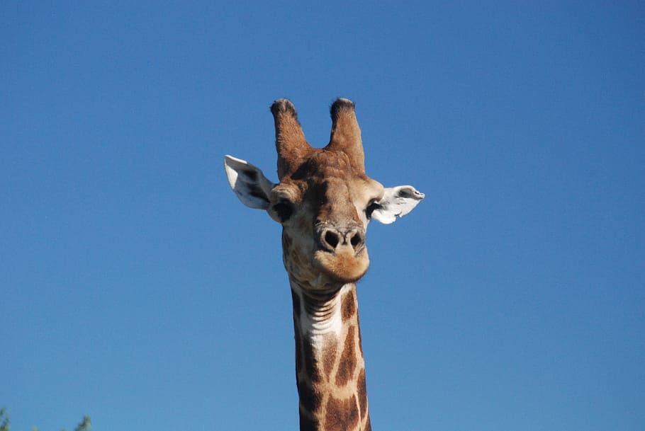 giraffe, blue sky, africa, portrait, clear sky, animal, animal themes HD wallpaper