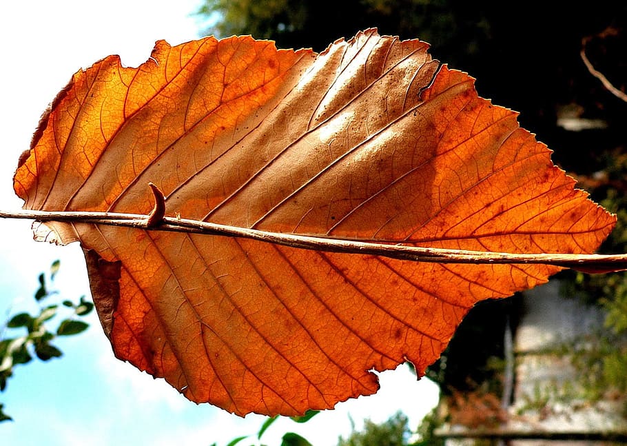 leaf, dry, fall, autumn, tree, season, flora, foliage, macro HD wallpaper