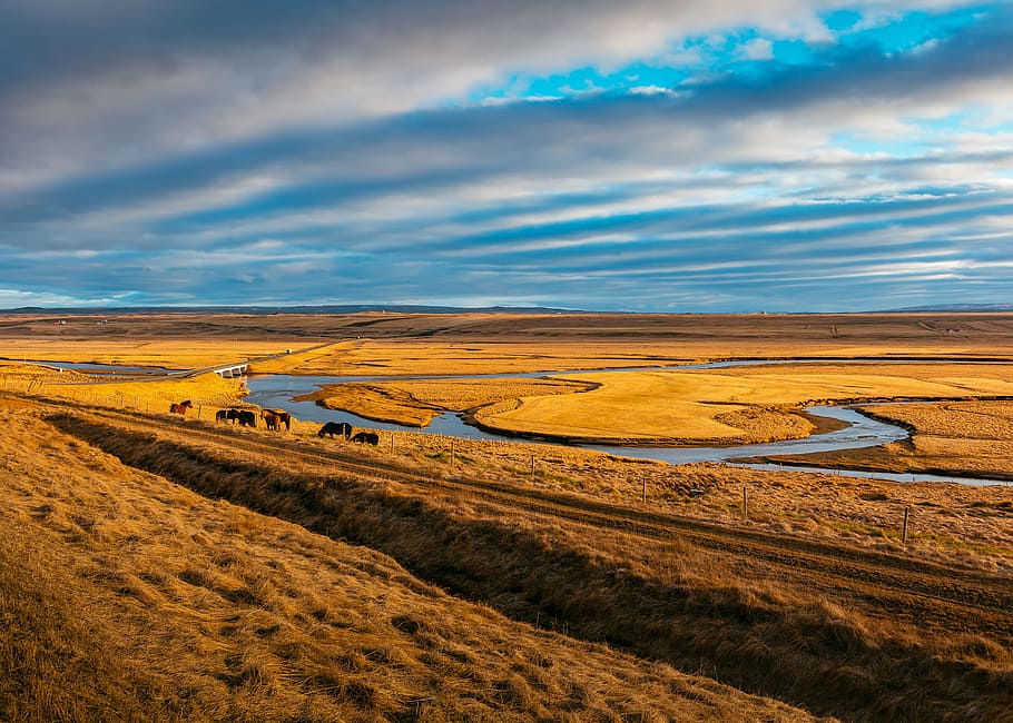 herd of animal near body of water under cloudy blue sky during daytime, brown field under gray cloudy blue sky HD wallpaper