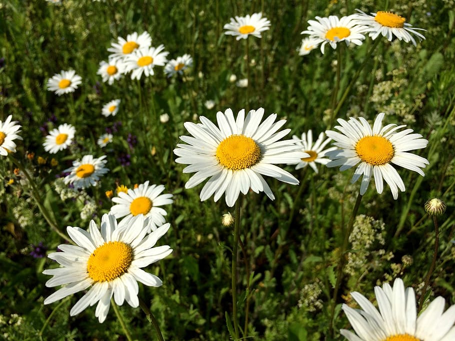 Daisy, Flowers, Nature, summer, chamomile, flowers of the field HD wallpaper