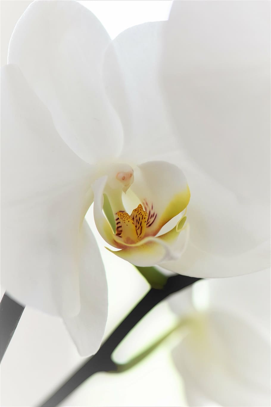 orchid, flower, blossom, bloom, plant, nature, white, houseplant HD wallpaper